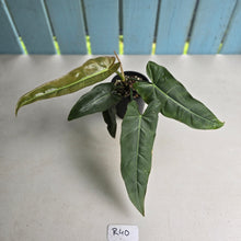 Load image into Gallery viewer, #R40 Philodendron Maximum