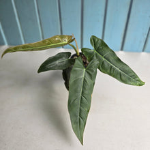 Load image into Gallery viewer, #R40 Philodendron Maximum