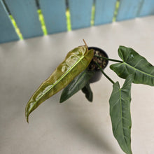 Load image into Gallery viewer, #R40 Philodendron Maximum