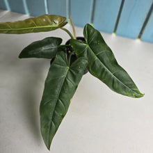 Load image into Gallery viewer, #R40 Philodendron Maximum