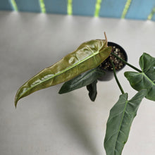 Load image into Gallery viewer, #R40 Philodendron Maximum