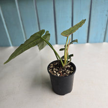 Load image into Gallery viewer, #R40 Philodendron Maximum