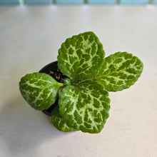 Load image into Gallery viewer, #D28 Primulina Dryas 'Pretty Turtle'