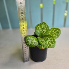 Load image into Gallery viewer, #D28 Primulina Dryas 'Pretty Turtle'