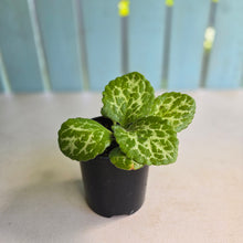 Load image into Gallery viewer, #D28 Primulina Dryas 'Pretty Turtle'