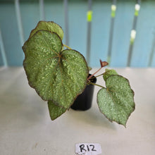 Load image into Gallery viewer, #R12 Begonia Unknown