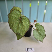 Load image into Gallery viewer, #R12 Begonia Unknown