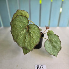 Load image into Gallery viewer, #R12 Begonia Unknown