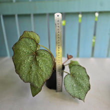 Load image into Gallery viewer, #R12 Begonia Unknown