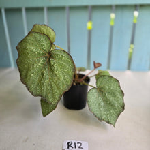 Load image into Gallery viewer, #R12 Begonia Unknown