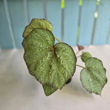 Load image into Gallery viewer, #R12 Begonia Unknown