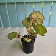Load image into Gallery viewer, #R12 Begonia Unknown
