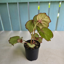 Load image into Gallery viewer, #R12 Begonia Unknown