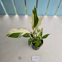 Load image into Gallery viewer, #i121 Spathiphyllum Picasso
