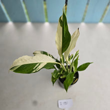 Load image into Gallery viewer, #i121 Spathiphyllum Picasso