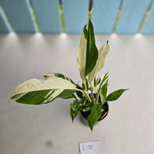 Load image into Gallery viewer, #i121 Spathiphyllum Picasso