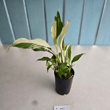 Load image into Gallery viewer, #i121 Spathiphyllum Picasso