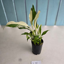 Load image into Gallery viewer, #i121 Spathiphyllum Picasso