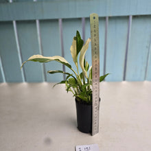 Load image into Gallery viewer, #i121 Spathiphyllum Picasso