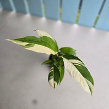 Load image into Gallery viewer, #i121 Spathiphyllum Picasso