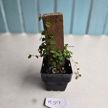 Load image into Gallery viewer, #H59 Ficus Thunbergii