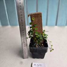 Load image into Gallery viewer, #H59 Ficus Thunbergii