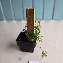 Load image into Gallery viewer, #H59 Ficus Thunbergii