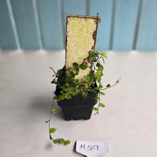 Load image into Gallery viewer, #H59 Ficus Thunbergii