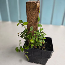 Load image into Gallery viewer, #H59 Ficus Thunbergii