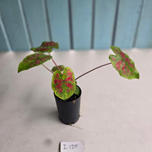 Load image into Gallery viewer, #i125 Caladium