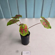 Load image into Gallery viewer, #i125 Caladium