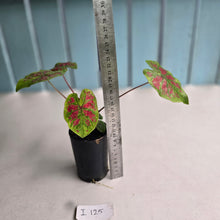 Load image into Gallery viewer, #i125 Caladium