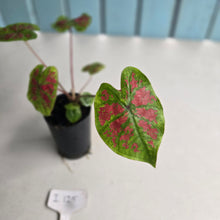 Load image into Gallery viewer, #i125 Caladium