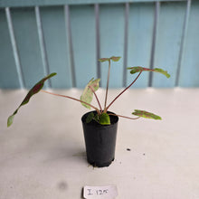 Load image into Gallery viewer, #i125 Caladium