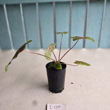 Load image into Gallery viewer, #i125 Caladium