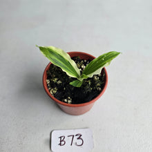 Load image into Gallery viewer, #B73 Kaempferia Gilbertii Tricolor