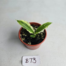 Load image into Gallery viewer, #B73 Kaempferia Gilbertii Tricolor
