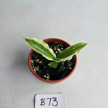 Load image into Gallery viewer, #B73 Kaempferia Gilbertii Tricolor