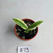 Load image into Gallery viewer, #B73 Kaempferia Gilbertii Tricolor