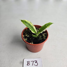 Load image into Gallery viewer, #B73 Kaempferia Gilbertii Tricolor