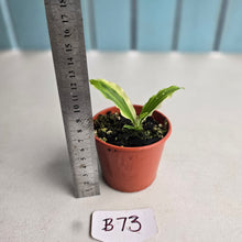 Load image into Gallery viewer, #B73 Kaempferia Gilbertii Tricolor