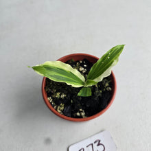Load image into Gallery viewer, #B73 Kaempferia Gilbertii Tricolor