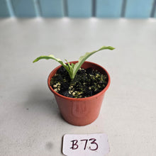 Load image into Gallery viewer, #B73 Kaempferia Gilbertii Tricolor