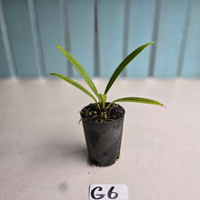 Load image into Gallery viewer, #G6 Anthurium Bakeri - Narrow Form