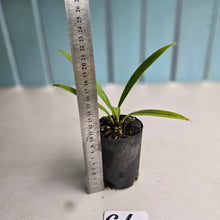 Load image into Gallery viewer, #G6 Anthurium Bakeri - Narrow Form