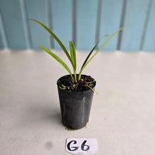 Load image into Gallery viewer, #G6 Anthurium Bakeri - Narrow Form