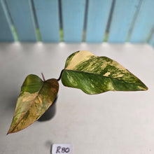 Load image into Gallery viewer, #R80 Philodendron Strawberry Shake