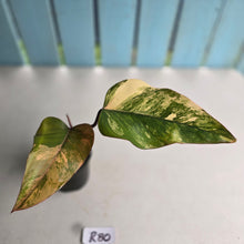 Load image into Gallery viewer, #R80 Philodendron Strawberry Shake