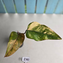 Load image into Gallery viewer, #R80 Philodendron Strawberry Shake