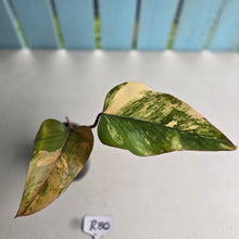 Load image into Gallery viewer, #R80 Philodendron Strawberry Shake